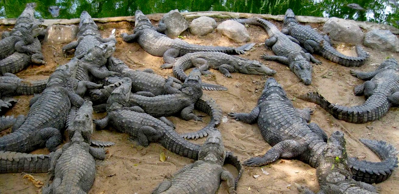 Visit Crocodile and Tortoise Park